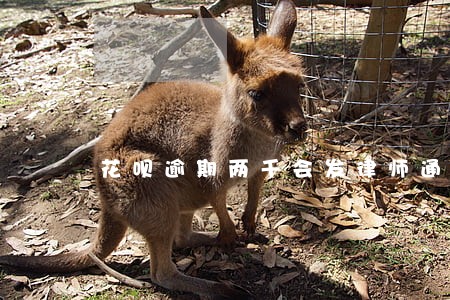 花呗逾期两千会发律师通知吗