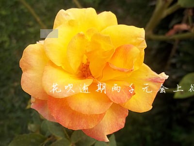 花呗逾期两千元会上征信会怎么样 花呗逾期两千元会上征信会怎么样