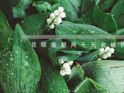 花呗逾期两千元会被执行带走吗