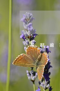 花呗逾期两千多三个月会怎么样 花呗逾期两千多三个月会怎么样