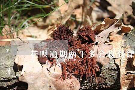花呗逾期两千多会收到律师函吗 花呗逾期两千多会收到律师函吗