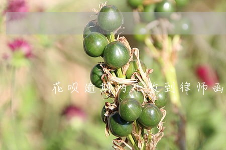花呗逾期两千收到律师函怎么处理