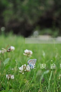 花呗逾期两千的图片9月5号还款 花呗逾期两千的图片9月5号还款