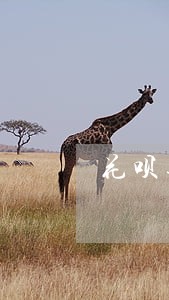 花呗逾期两周会冻结身份证吗 花呗逾期两周会冻结身份证吗