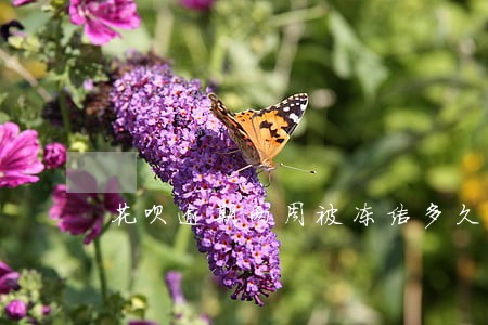 花呗逾期两周被冻结多久 花呗逾期两周被冻结多久