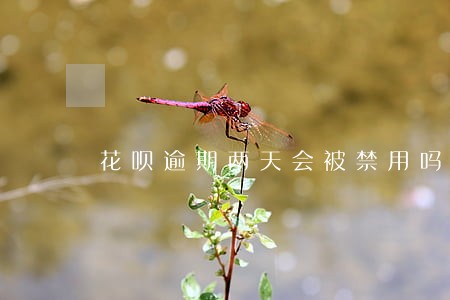 花呗逾期两天会被禁用吗 花呗逾期两天会被禁用吗