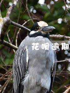 花呗逾期两天会降额吗 花呗逾期两天会降额吗