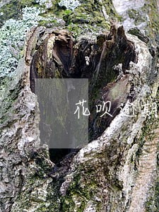 花呗逾期两天信用吗 花呗逾期两天信用吗