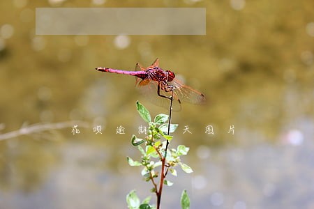 花呗逾期两天图片