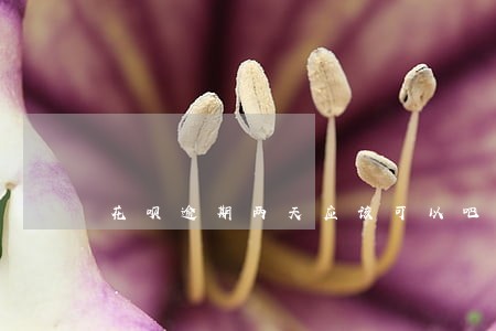 花呗逾期两天应该可以吧 花呗逾期两天应该可以吧