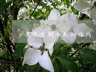 花呗逾期两天征信吗 花呗逾期两天征信吗