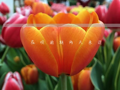 花呗逾期两天未还 花呗逾期两天未还