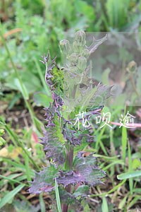 花呗逾期两天能行吗 花呗逾期两天能行吗
