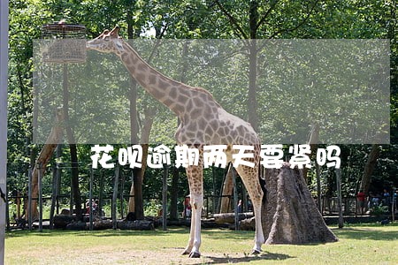 花呗逾期两天要紧吗 花呗逾期两天要紧吗