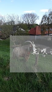 花呗逾期两天还可以用吗 花呗逾期两天还可以用吗