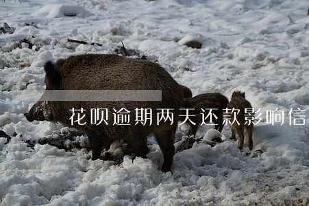 花呗逾期两天还款影响信用吗 花呗逾期两天还款影响信用吗