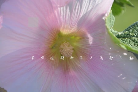 花呗逾期两天还清备用金还能用吗 花呗逾期两天还清备用金还能用吗