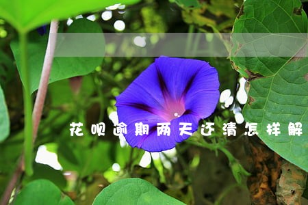 花呗逾期两天还清怎样解冻 花呗逾期两天还清怎样解冻