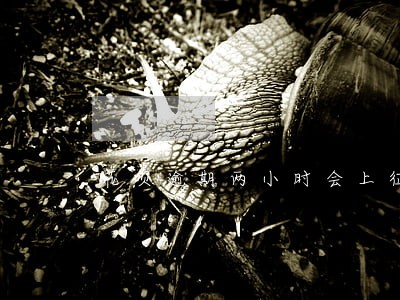 花呗逾期两小时会上征信吗 花呗逾期两小时会上征信吗