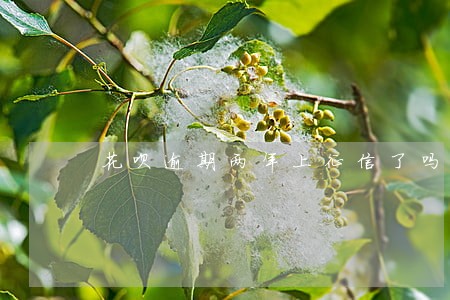 花呗逾期两年上征信了吗 花呗逾期两年上征信了吗