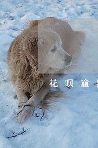 花呗逾期两年了该怎么还清 花呗逾期两年了该怎么还清