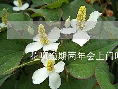 花呗逾期两年会上门吗 花呗逾期两年会上门吗