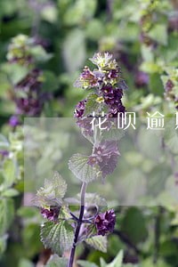 花呗逾期两年去哪里还 花呗逾期两年去哪里还