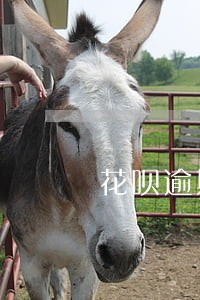 花呗逾期两年后评估多久能恢复