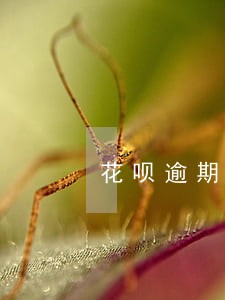 花呗逾期两年多会坐牢吗 花呗逾期两年多会坐牢吗