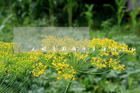 花呗逾期两年多请问上征信吗 花呗逾期两年多请问上征信吗