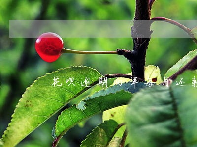 花呗逾期两年每月还款好不好 花呗逾期两年每月还款好不好