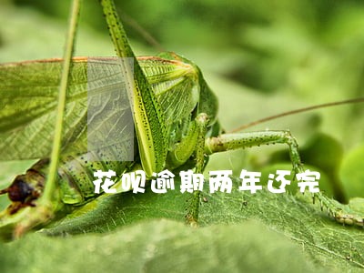 花呗逾期两年还完 花呗逾期两年还完