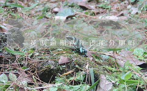 花呗逾期两年还能分期吗 花呗逾期两年还能分期吗