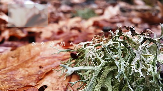 花呗逾期两次不能用了 花呗逾期两次不能用了