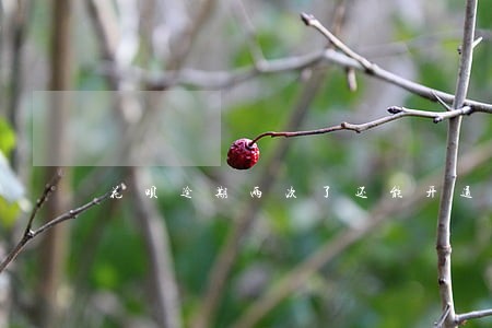 花呗逾期两次了还能开通吗