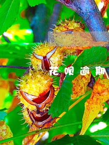 花呗逾期两次停了还能开吗