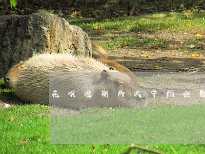 花呗逾期两次守约会影响借款吗 花呗逾期两次守约会影响借款吗
