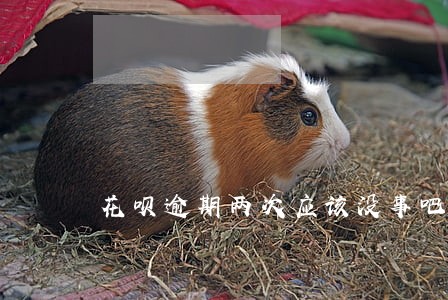 花呗逾期两次应该没事吧 花呗逾期两次应该没事吧