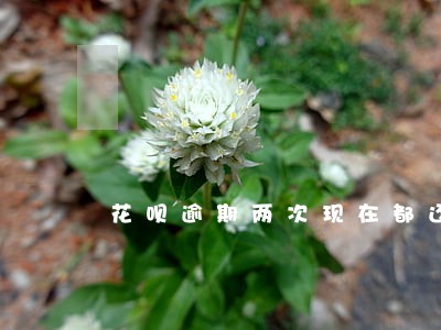 花呗逾期两次现在都还清了 花呗逾期两次现在都还清了