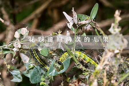 花呗逾期两次的后果 花呗逾期两次的后果