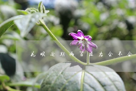 花呗逾期两百左右会不会上征信 花呗逾期两百左右会不会上征信