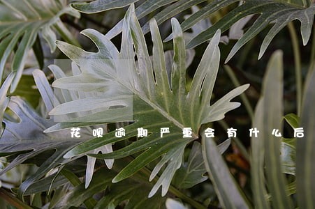 花呗逾期严重会有什么后果 花呗逾期严重会有什么后果