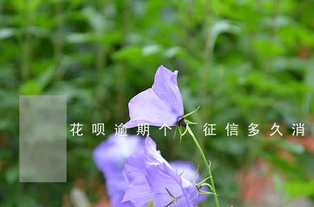 花呗逾期个人征信多久消除