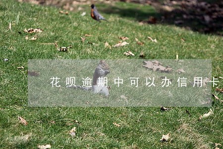 花呗逾期中可以办信用卡吗 花呗逾期中可以办信用卡吗