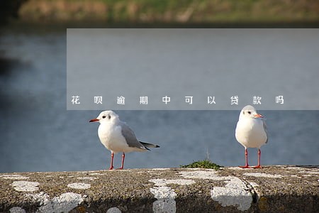 花呗逾期中可以贷款吗 花呗逾期中可以贷款吗