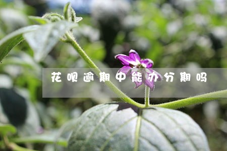 花呗逾期中能办分期吗 花呗逾期中能办分期吗