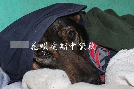 花呗逾期中贷款 花呗逾期中贷款