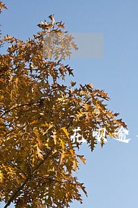 花呗逾期中还能付款嘛 花呗逾期中还能付款嘛