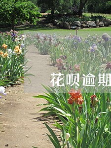 花呗逾期为什么征信没显示 花呗逾期为什么征信没显示