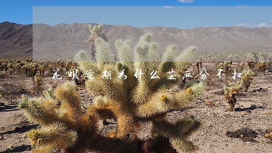 花呗逾期为什么芝麻分不扣 花呗逾期为什么芝麻分不扣